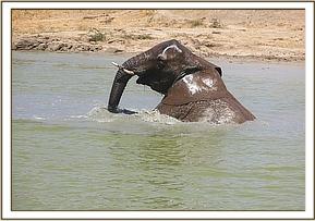 Lualeni bathing