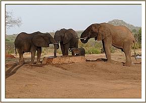 Kinna, Kama and two wild bulls