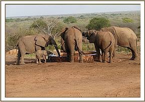 Sunyei, baby Siku and some wild bulls