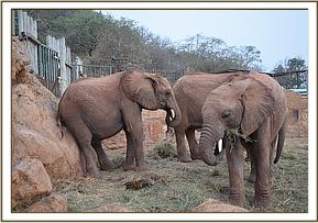 Namalok scratching