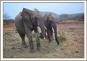 Orwa and Vuria briefly in the stockade compound