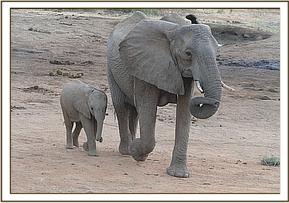 Kinna and her baby Kama