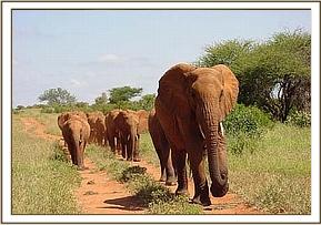 Emily leads the orphans to their midday mudbath