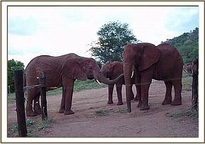 Aitong, Sally and Emily see the others to bed