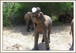 Napasha having some lunch