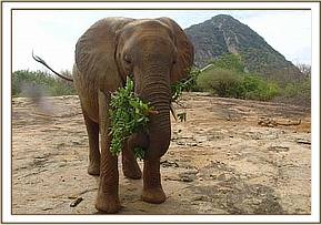 Yatta holding a branch