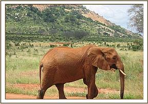 Aitong heading to the water hole