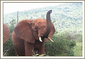 Laikipia tests the air