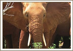 Tsavo