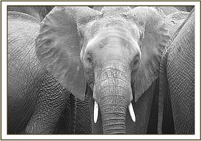 Mpala facing the camera
