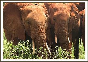 Tsavo & Salama