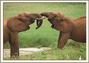 Uaso playing with Emily