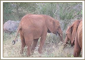 Sinya left and Kenia browsing