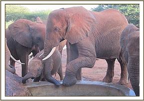 Laikipia stepping on the trough with Edie calf