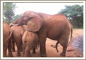 Laikipia holding Thoma