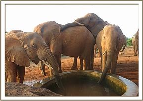 Laikipia holding Lolokwe