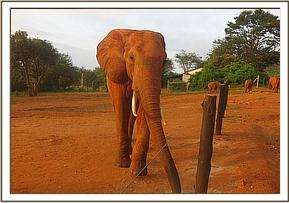Laikipia feeding on copra cake