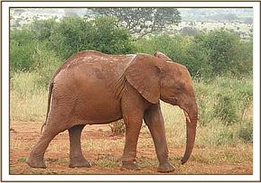 Sinya after the mudbath