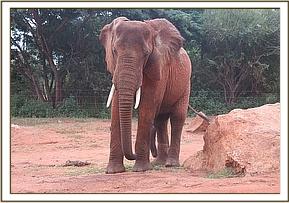 Laikipia