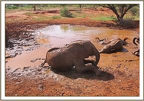 Lempaute mudbathing with the others