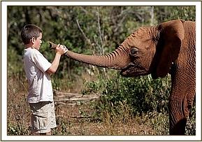 Angela Sheldrick's son Taru playing with Lempaute
