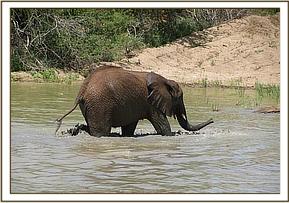 Sunyei wades through water