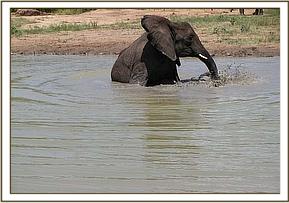 Mulika plays in the water