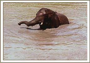 Napasha wallowing
