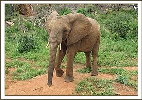Madiba