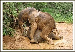 Sunyei mounts on Naserian