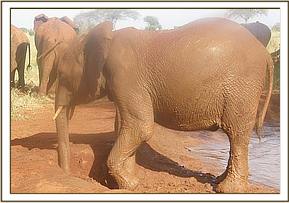 Arruba at the mud-bath
