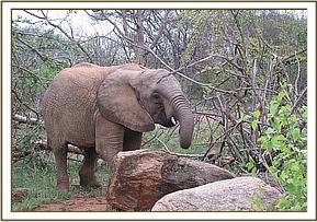 Naserian feeding