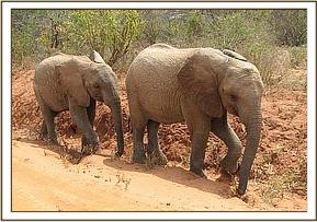 Madiba & Sunyei