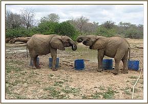Naserian and Sunyei