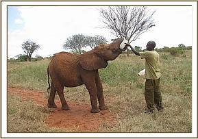 Sinya feeding
