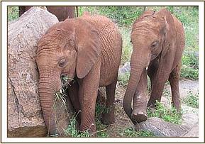 Lempaute left & Lesanju scratching