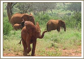 Lempaute retreats from the wild group
