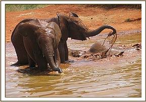Lempaute splashing water