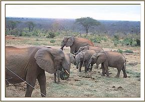 Wendi and Kijana with the orphans