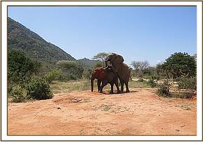 Tomboi mounts Sunyei