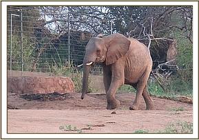 Lualeni arriving at the stockade