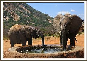 Lualeni drinking with Ololoo
