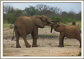 Kanjoro pushing with Madiba