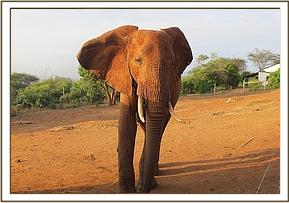 Laikipia at the stockade early in the morning