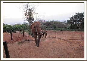 Laikipia and Thoma arrive at the stockade