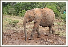 Arruba coming to Siangiki's rescue