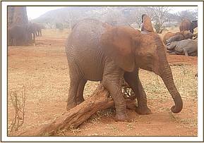 Arruba scratching belly against fallen tree