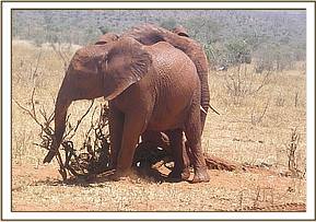 Panda pushing Arruba from behind