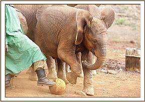 Lemapute playing with her Keepers