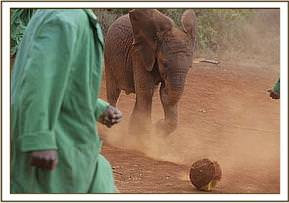 Lempaute enjoying a game of football